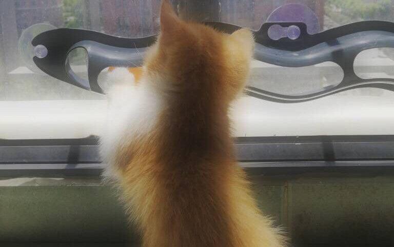 Windowsill Cat Track Toy-3