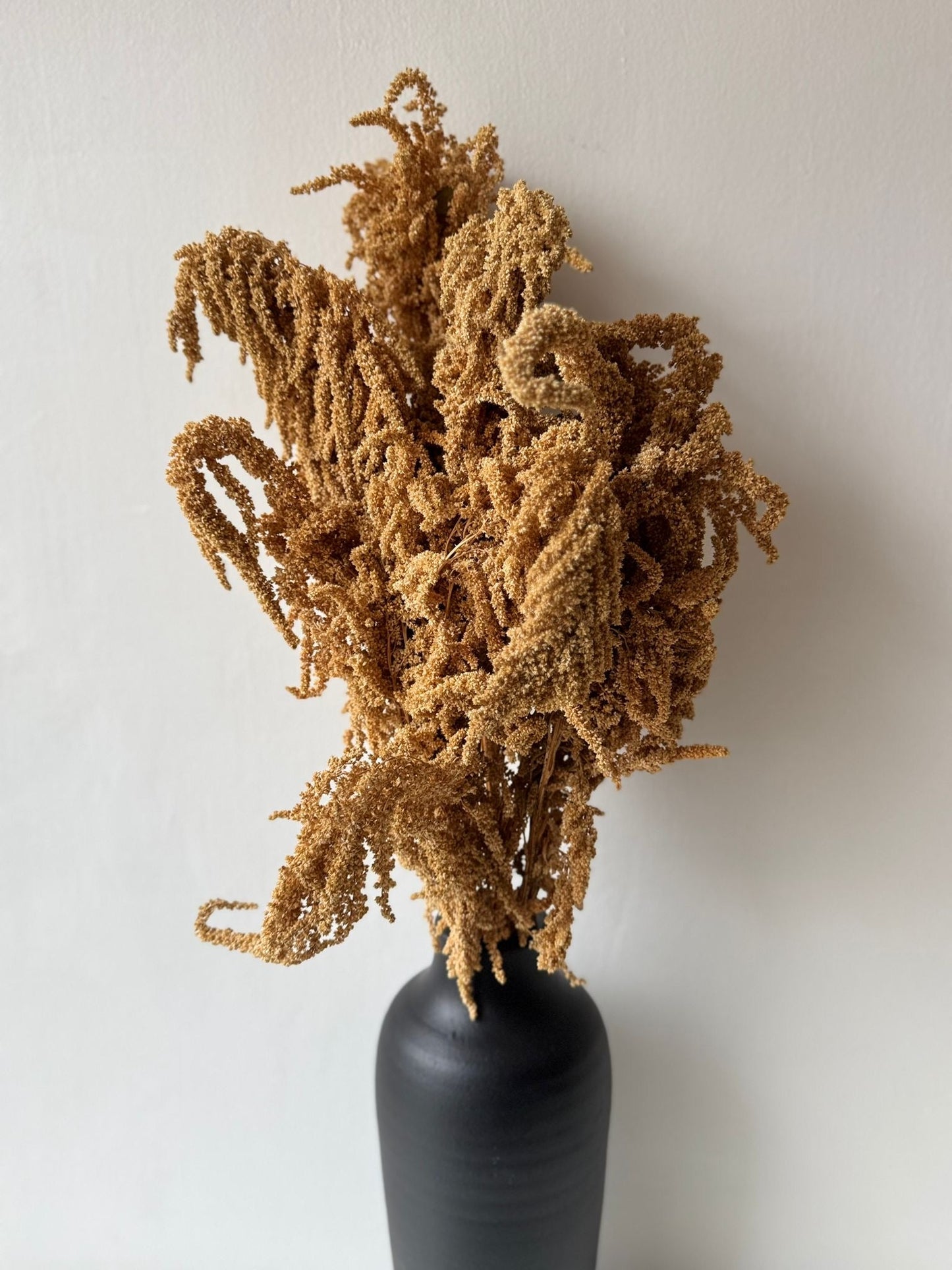 Dried plant-2