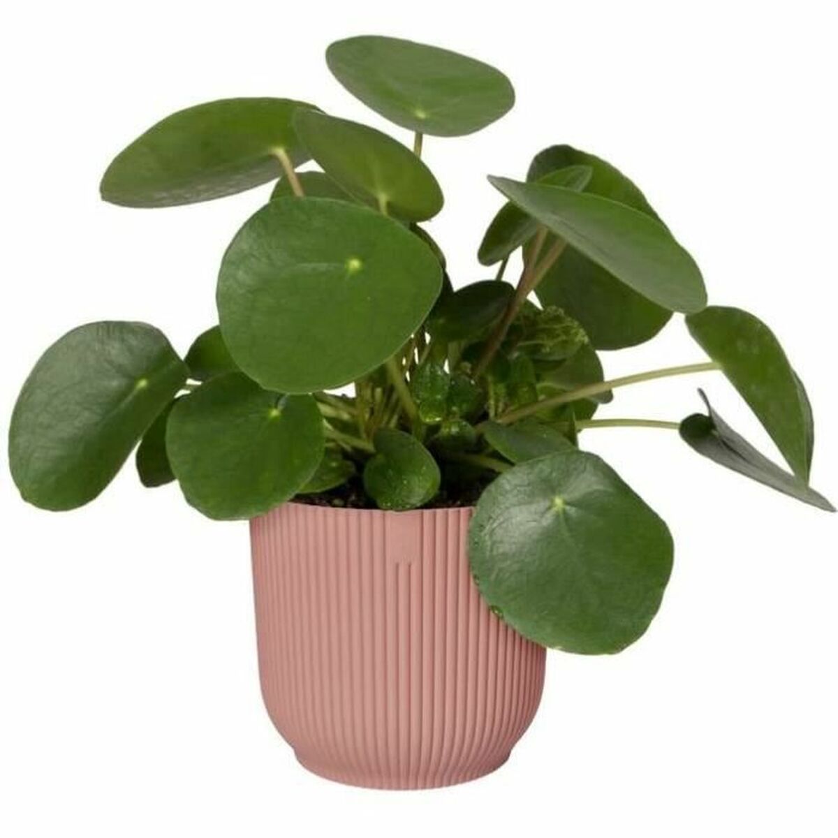 Plant pot Elho Ø 30 cm Plastic-3