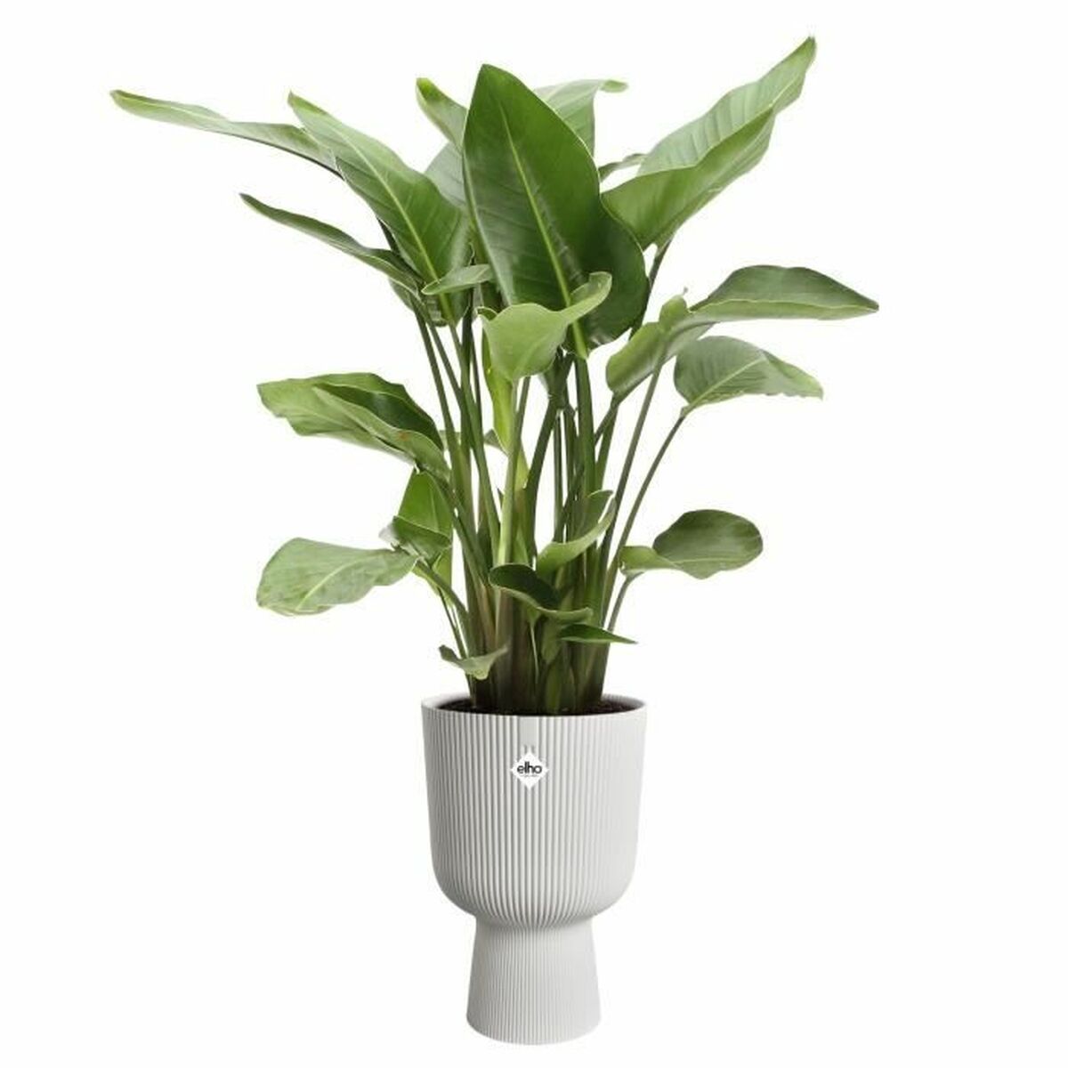 Plant pot Elho-2