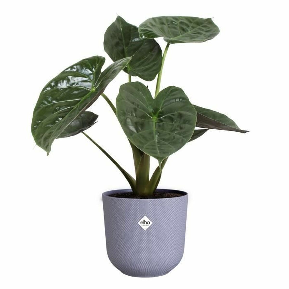 Plant pot Elho-1