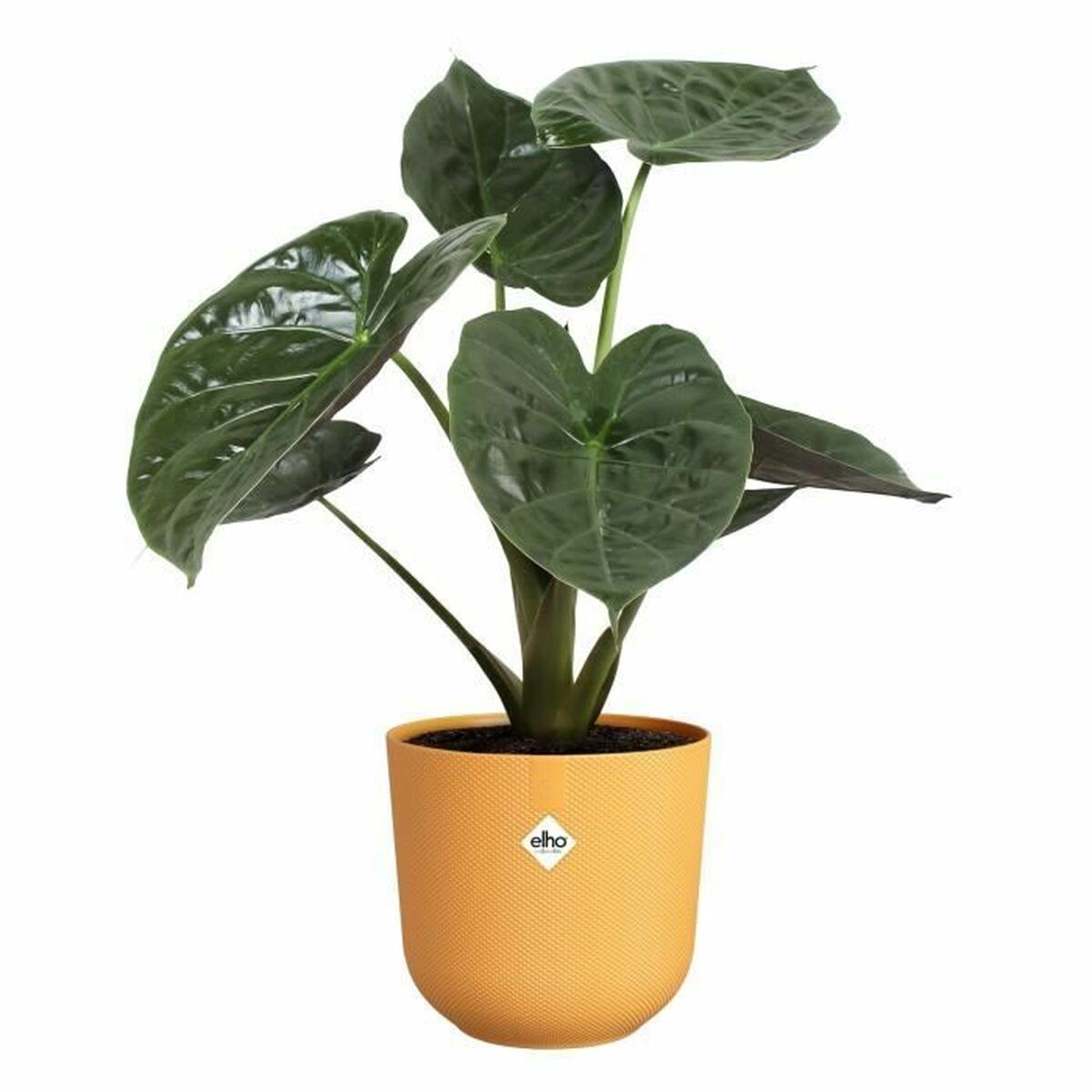 Plant pot Elho-2