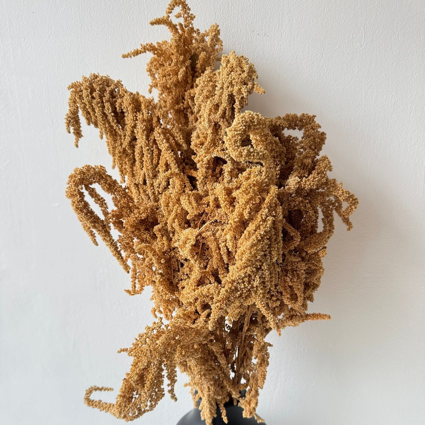Dried plant-3