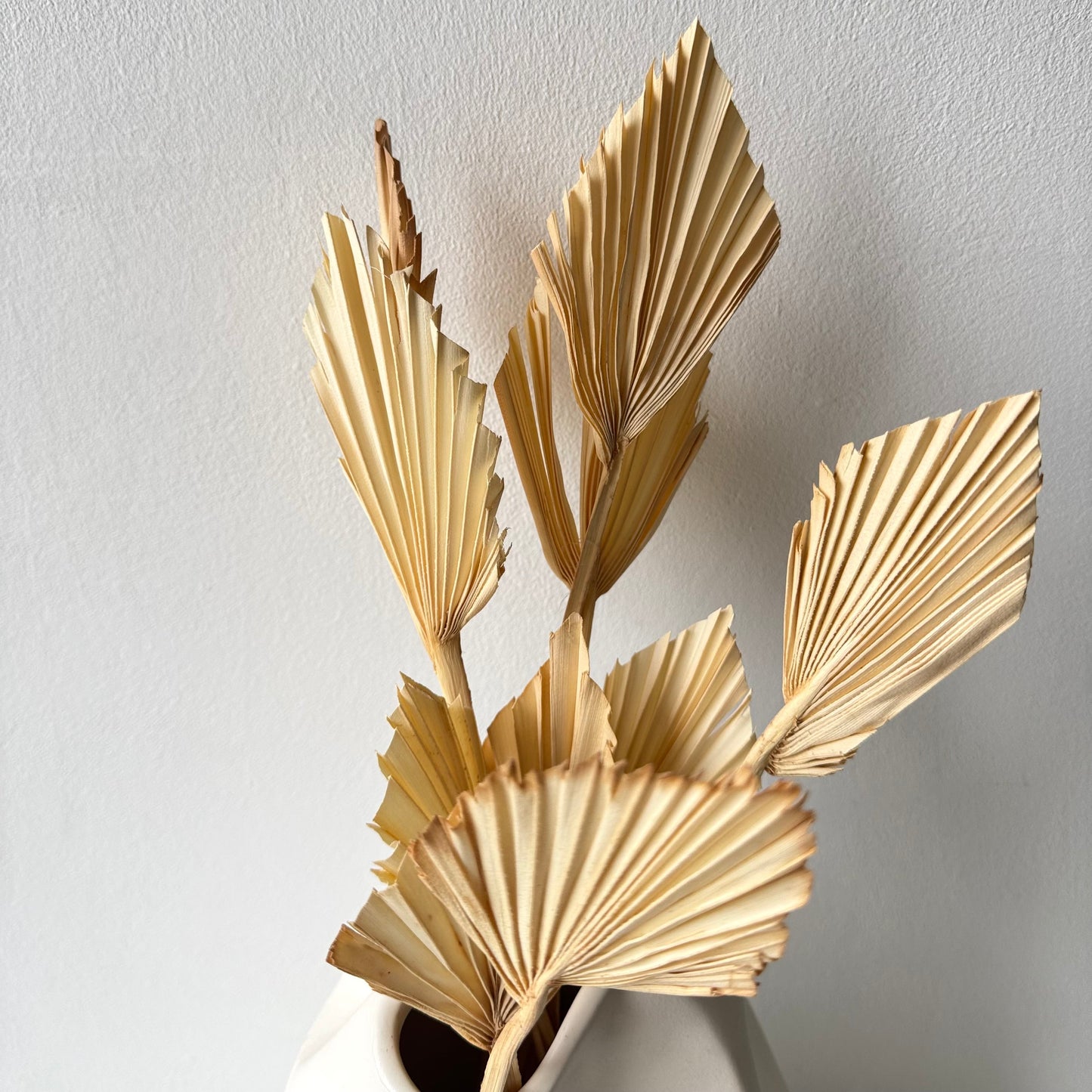 Dried palm leaves - bleached small-1