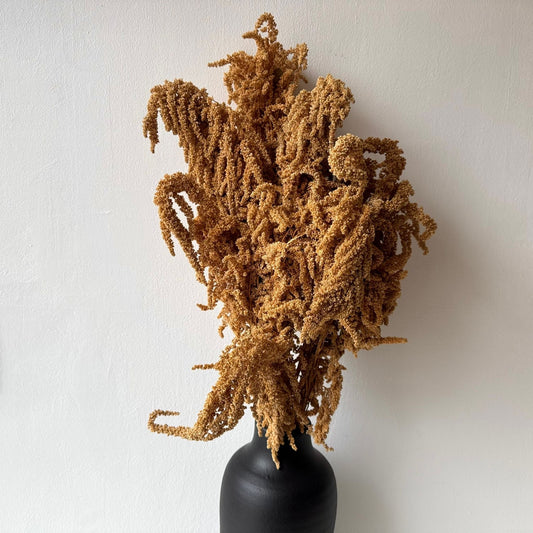 Dried plant-0