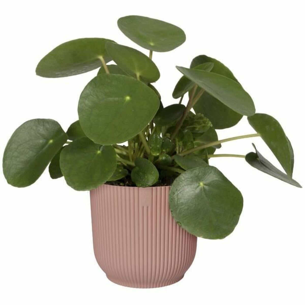 Plant pot Elho Pink Circular Modern Ø 25 cm-4