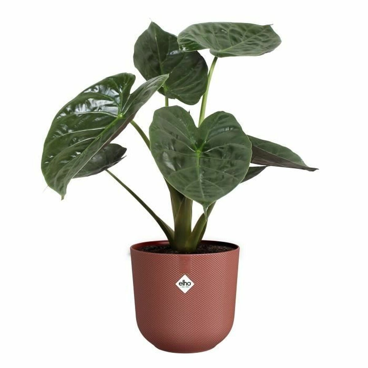 Plant pot Elho-1