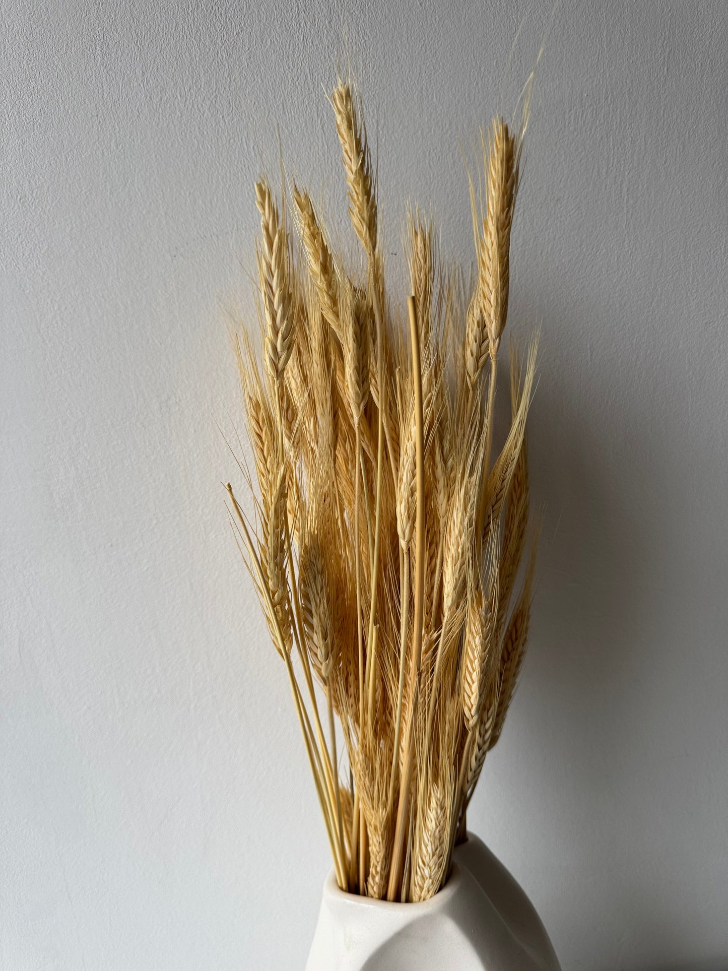 Wheat - white (bearded)-1
