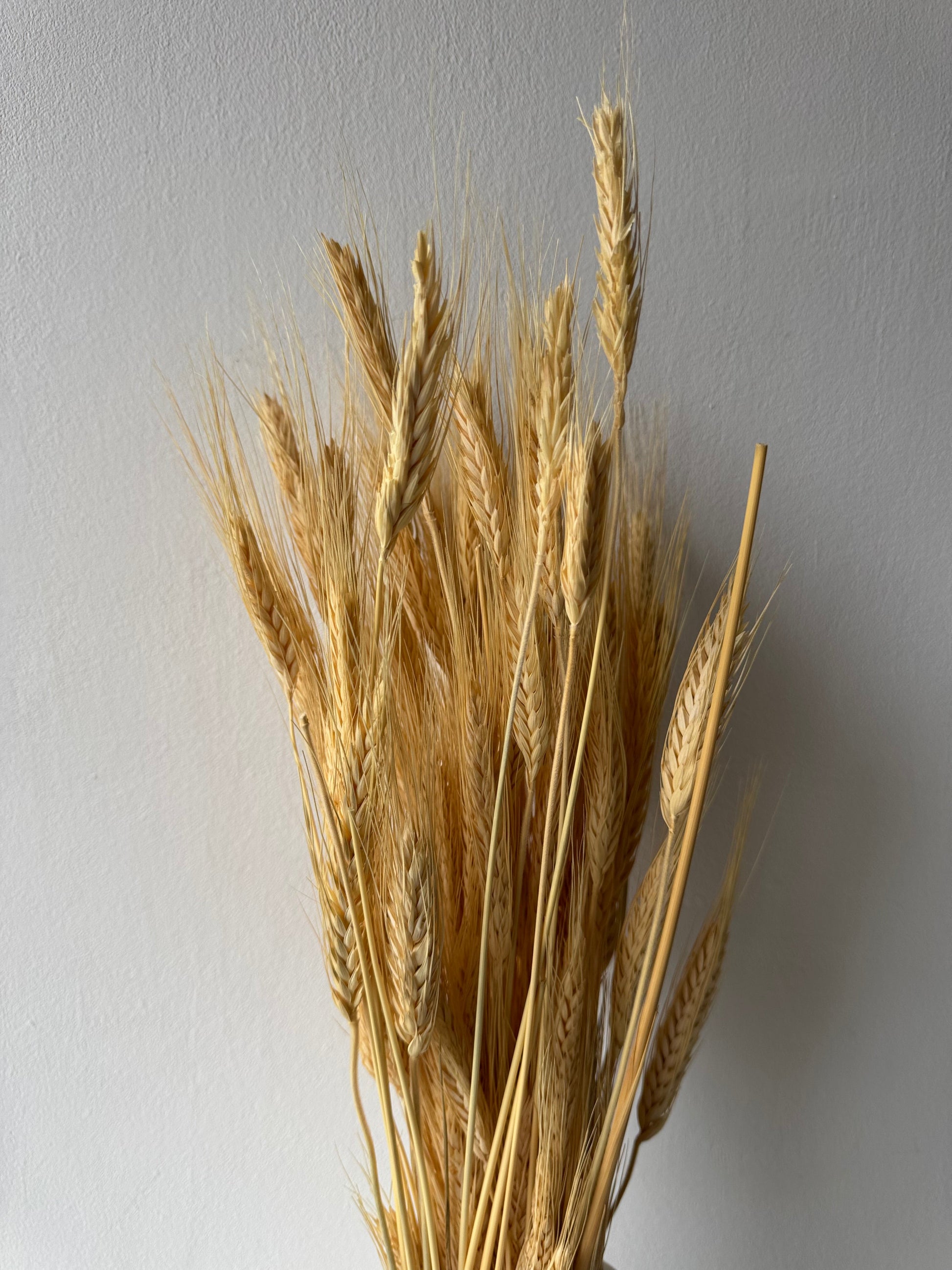 Wheat - white (bearded)-2