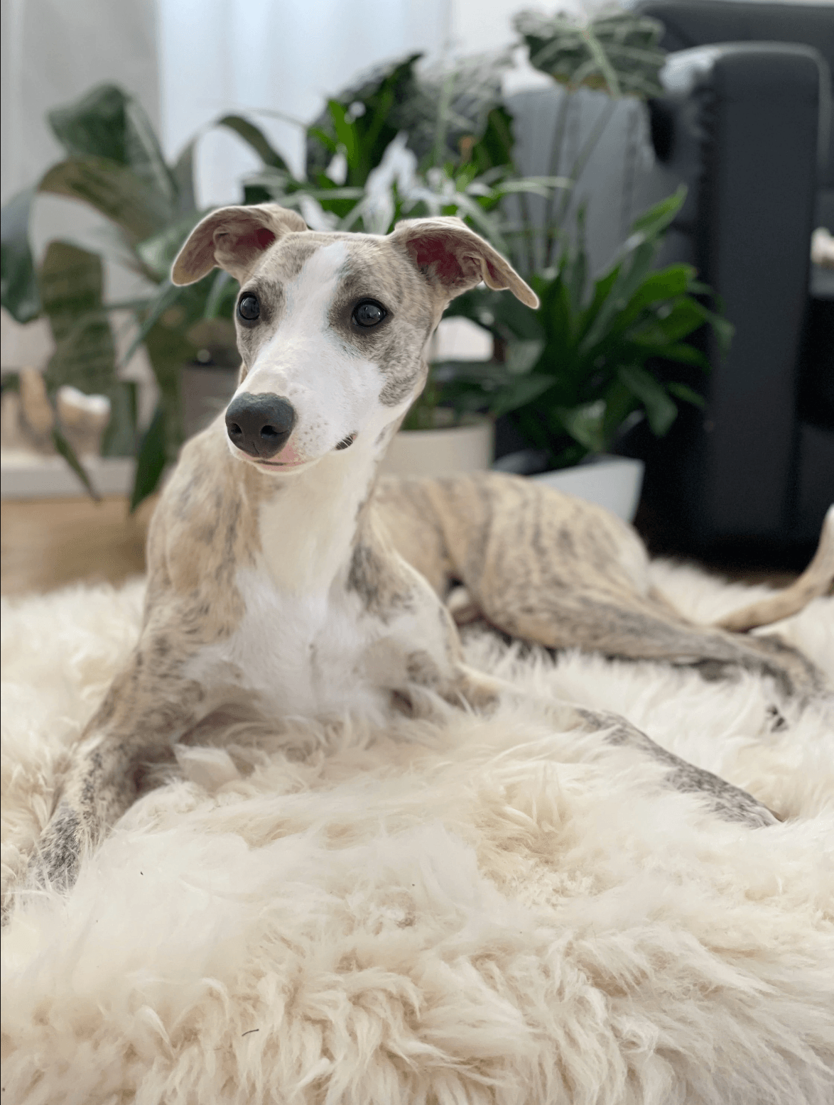 Square or Rectangular Natural Sheepskin Pet Mat - White-4